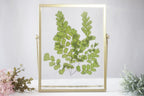 Gepresster Blumenrahmen mit Frauenhaarfarn, Acryl-Herbarium-Deko, Gold, 22,5 x 17,5 cm