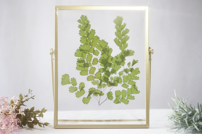 Gepresster Blumenrahmen mit Frauenhaarfarn, Acryl-Herbarium-Deko, Gold, 22,5 x 17,5 cm