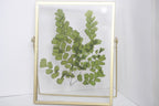 Gepresster Blumenrahmen mit Frauenhaarfarn, Acryl-Herbarium-Deko, Gold, 22,5 x 17,5 cm