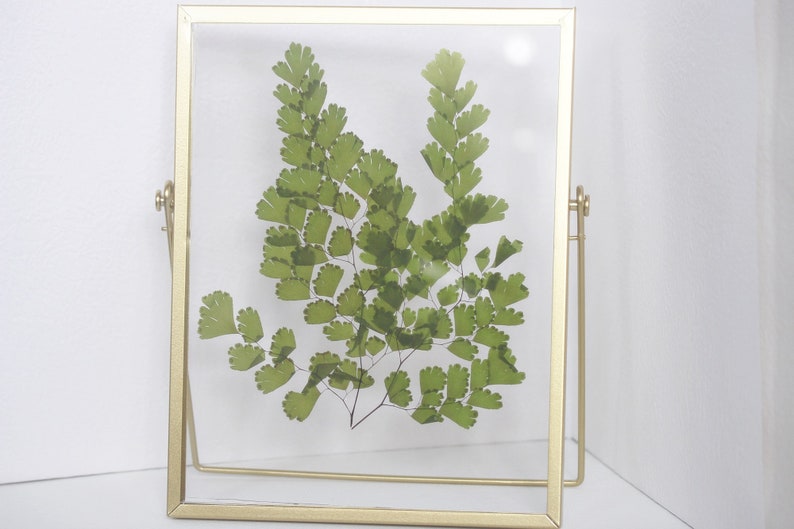 Gepresster Blumenrahmen mit Frauenhaarfarn, Acryl-Herbarium-Deko, Gold, 22,5 x 17,5 cm