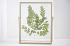 Gepresster Blumenrahmen mit Frauenhaarfarn, Acryl-Herbarium-Deko, Gold, 22,5 x 17,5 cm