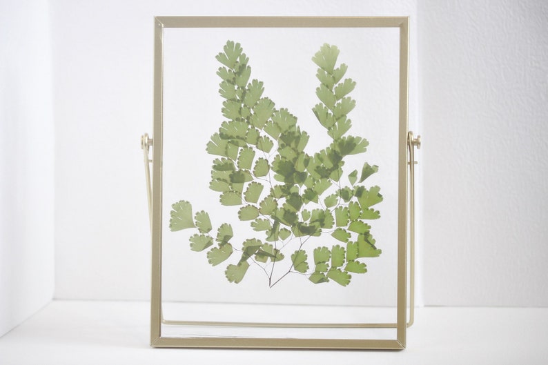 Gepresster Blumenrahmen mit Frauenhaarfarn, Acryl-Herbarium-Deko, Gold, 22,5 x 17,5 cm