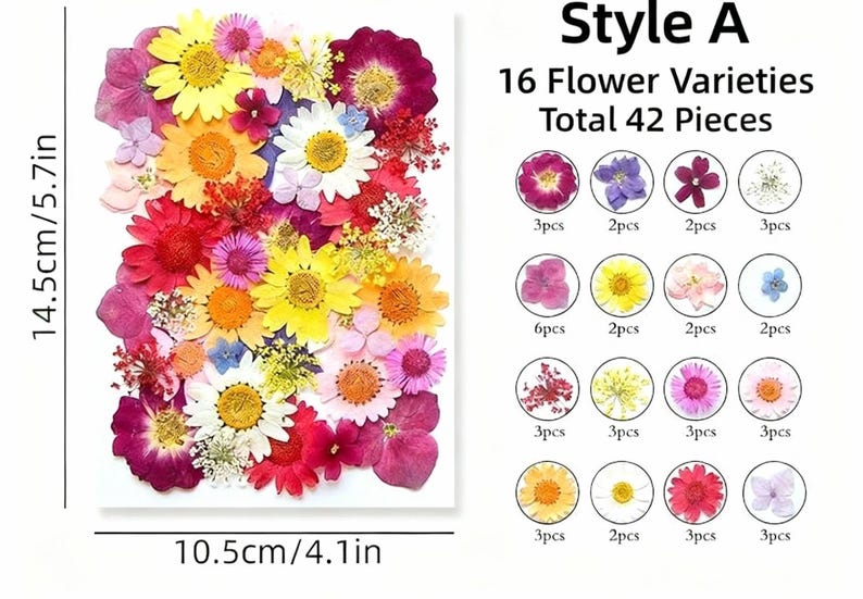Getrocknete Blumen Set Natürliche Botanische Presse DIY Bastelbedarf