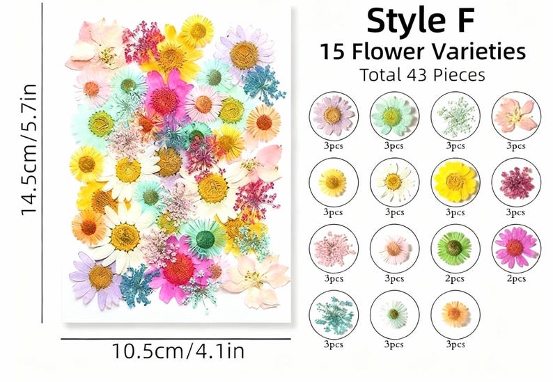 Getrocknete Blumen Set Natürliche Botanische Presse DIY Bastelbedarf