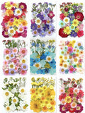 Getrocknete Blumen Set Natürliche Botanische Presse DIY Bastelbedarf