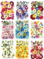 Getrocknete Blumen Set Natürliche Botanische Presse DIY Bastelbedarf