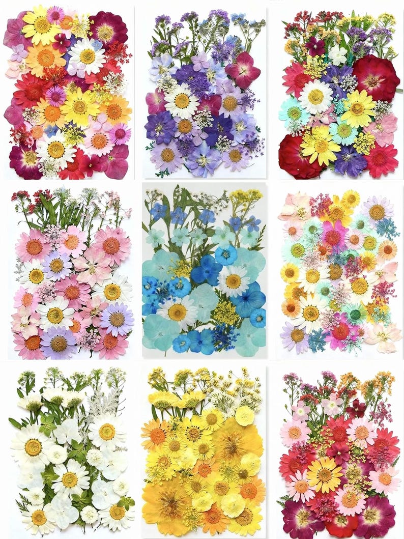 Getrocknete Blumen Set Natürliche Botanische Presse DIY Bastelbedarf