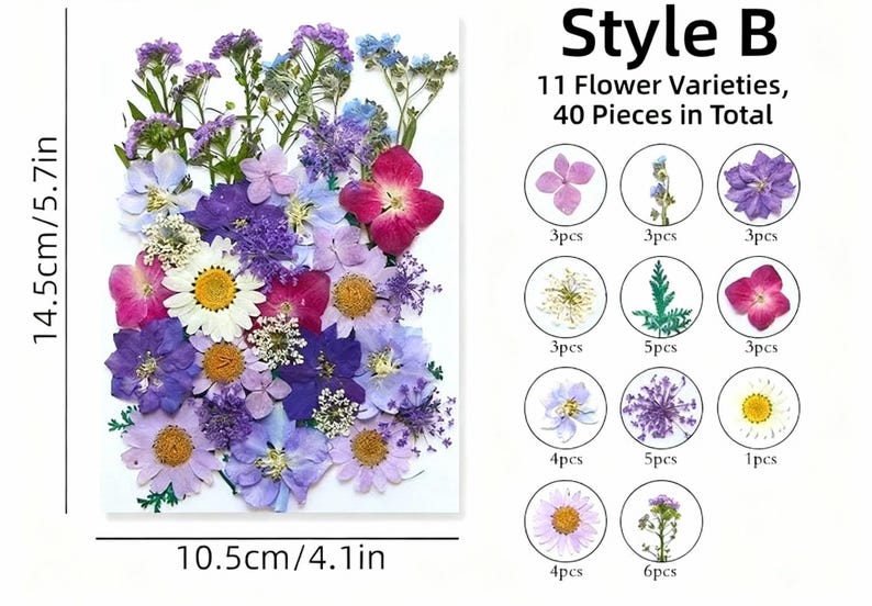 Getrocknete Blumen Set Natürliche Botanische Presse DIY Bastelbedarf
