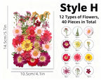 Getrocknete Blumen Set Natürliche Botanische Presse DIY Bastelbedarf