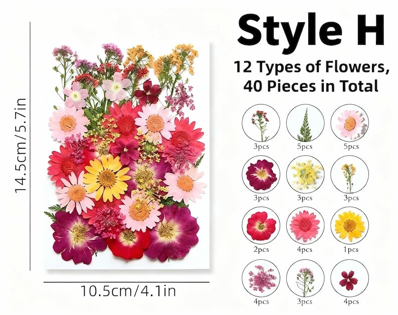 Getrocknete Blumen Set Natürliche Botanische Presse DIY Bastelbedarf
