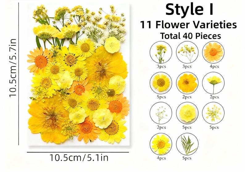 Getrocknete Blumen Set Natürliche Botanische Presse DIY Bastelbedarf