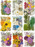 Gepresste Blumen Set 75-100 Stück Botanische Mischung für DIY Bastelbedarf