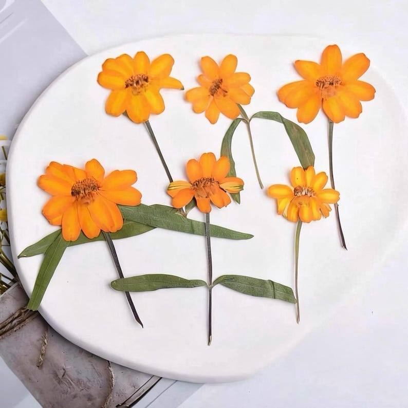 Gepresste Chrysanthemen Blumen | Echte getrocknete Blumen für Resin Kunst, Schmuckherstellung, Scrapbooking