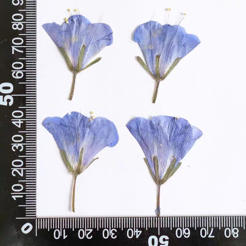 Gepresste Glockenblumen 3-5 cm, Naturblau, Getrocknete Pflanzen für Harzkunst, Collage, Scrapbooking, 50 Stück