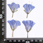 Gepresste Glockenblumen 3-5 cm, Naturblau, Getrocknete Pflanzen für Harzkunst, Collage, Scrapbooking, 50 Stück