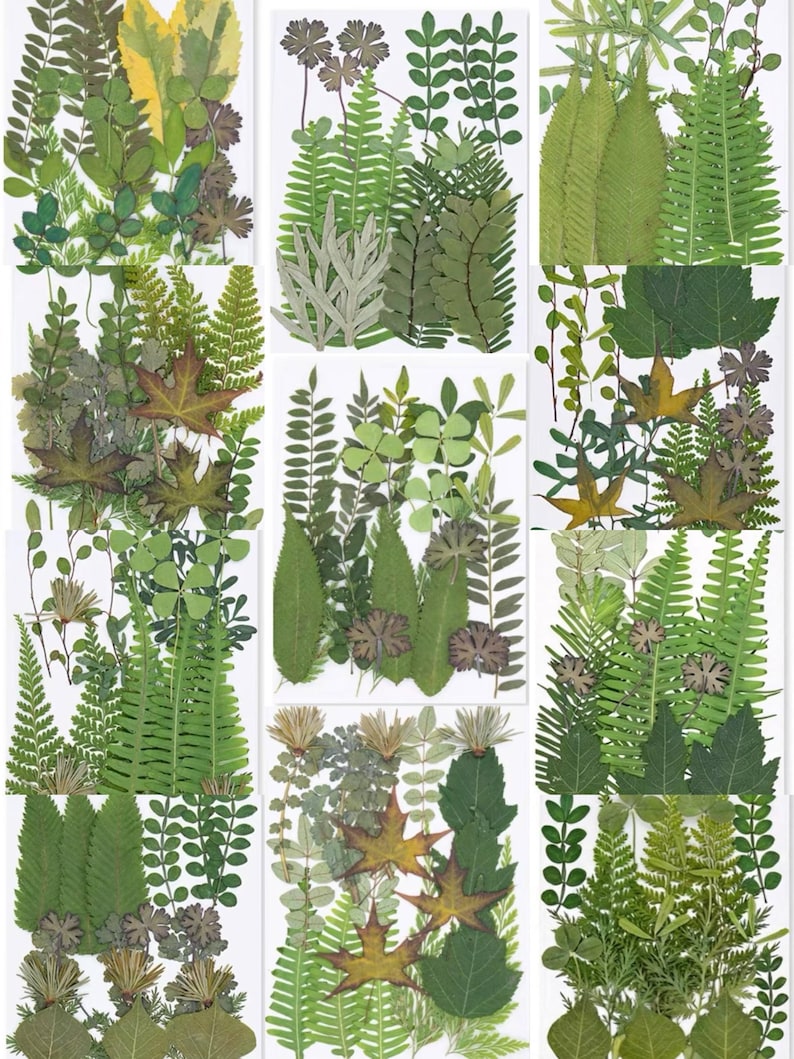 21 Stück Echte Gepresste Blätter Farn Sammlung Botanische Grünmischung Naturbasteln