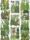 21 Stück Echte Gepresste Blätter Farn Sammlung Botanische Grünmischung Naturbasteln
