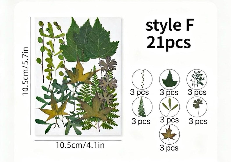 21 Stück Echte Gepresste Blätter Farn Sammlung Botanische Grünmischung Naturbasteln