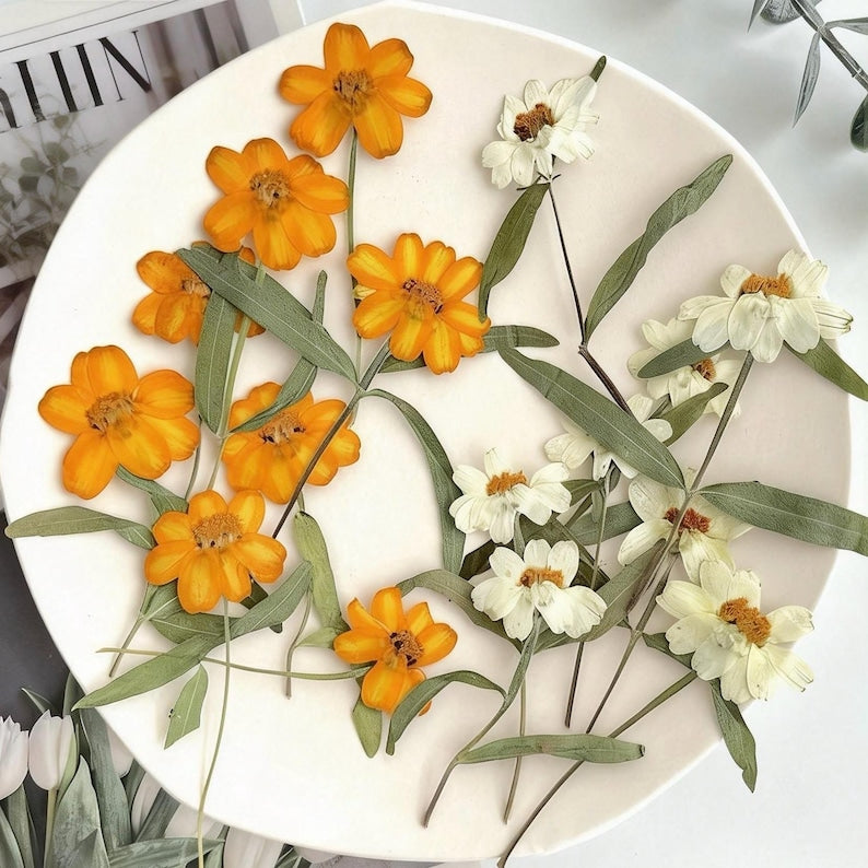 Gepresste Chrysanthemen Blumen | Echte getrocknete Blumen für Resin Kunst, Schmuckherstellung, Scrapbooking