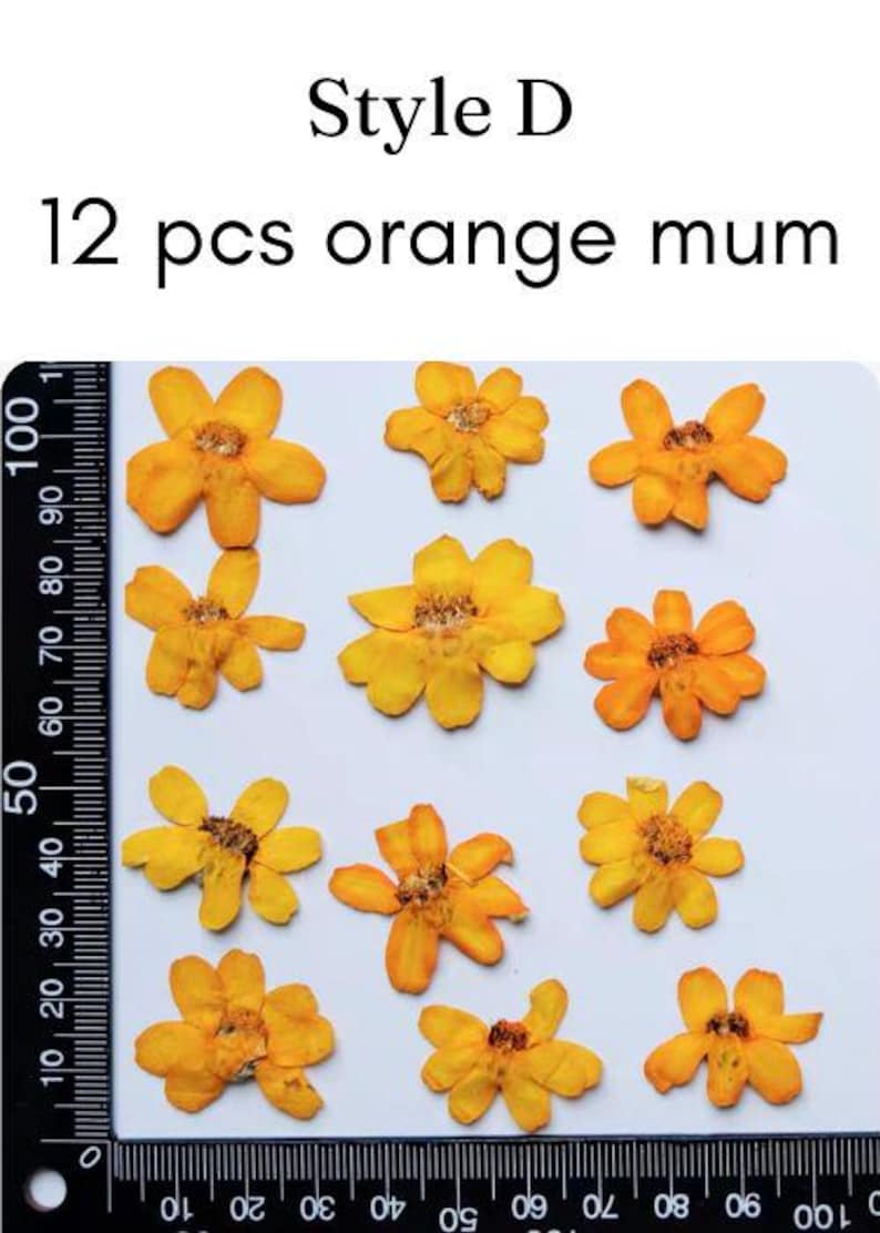 Gepresste Chrysanthemen Blumen | Echte getrocknete Blumen für Resin Kunst, Schmuckherstellung, Scrapbooking