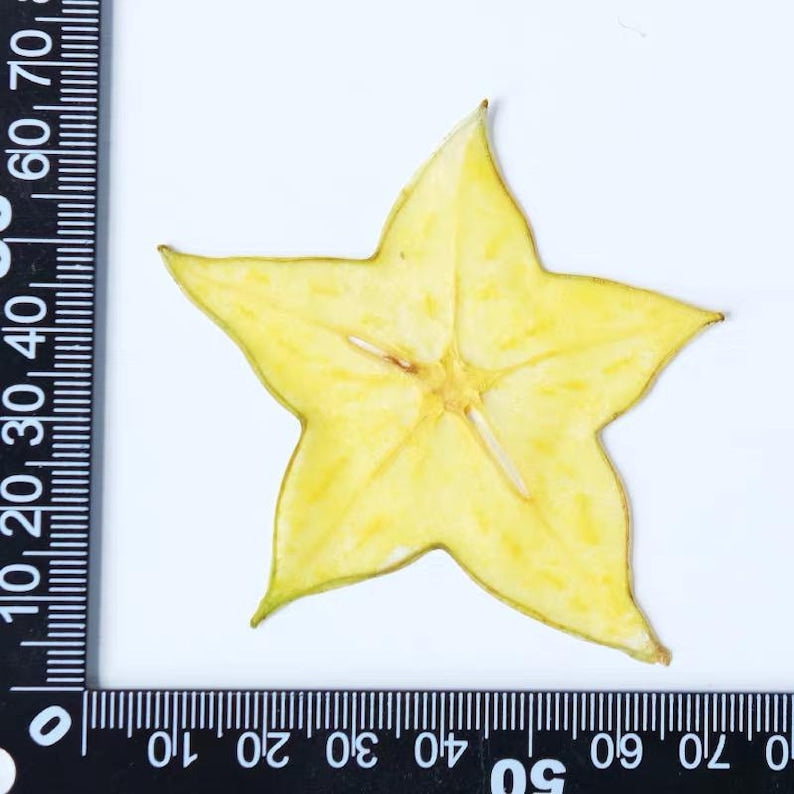 Getrocknete Fruchtscheiben für Resin Art, Zitrusmischung, Bastelzubehör, 100% natürlich konserviert