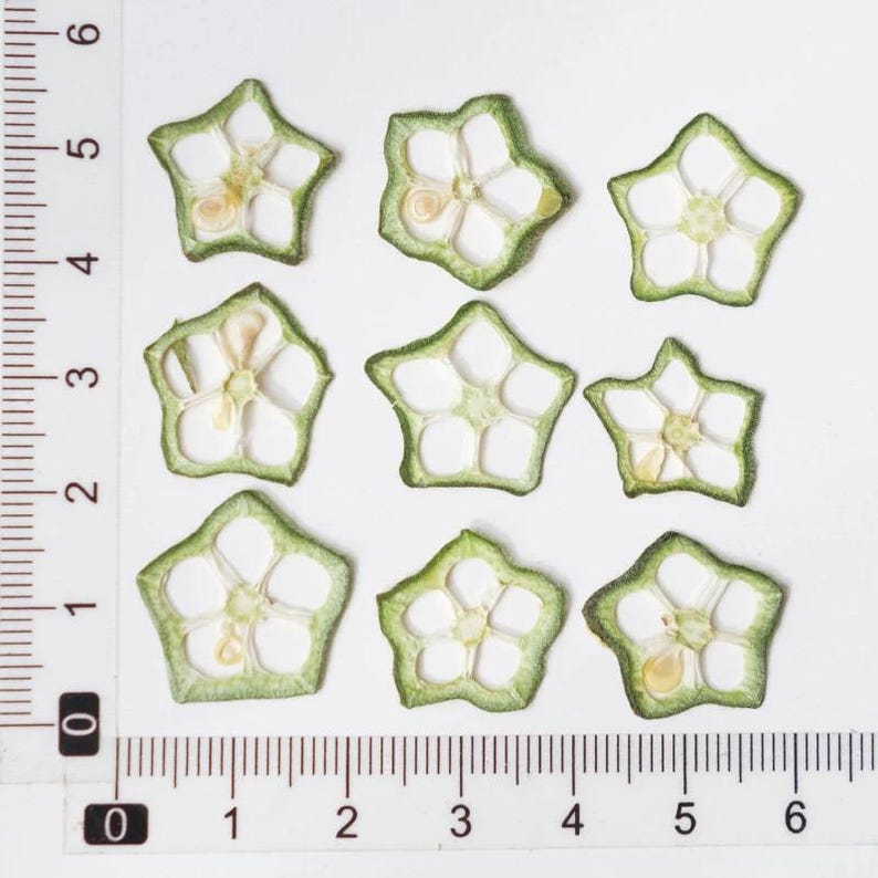 Getrocknete Fruchtscheiben für Resin Art, Zitrusmischung, Bastelzubehör, 100% natürlich konserviert