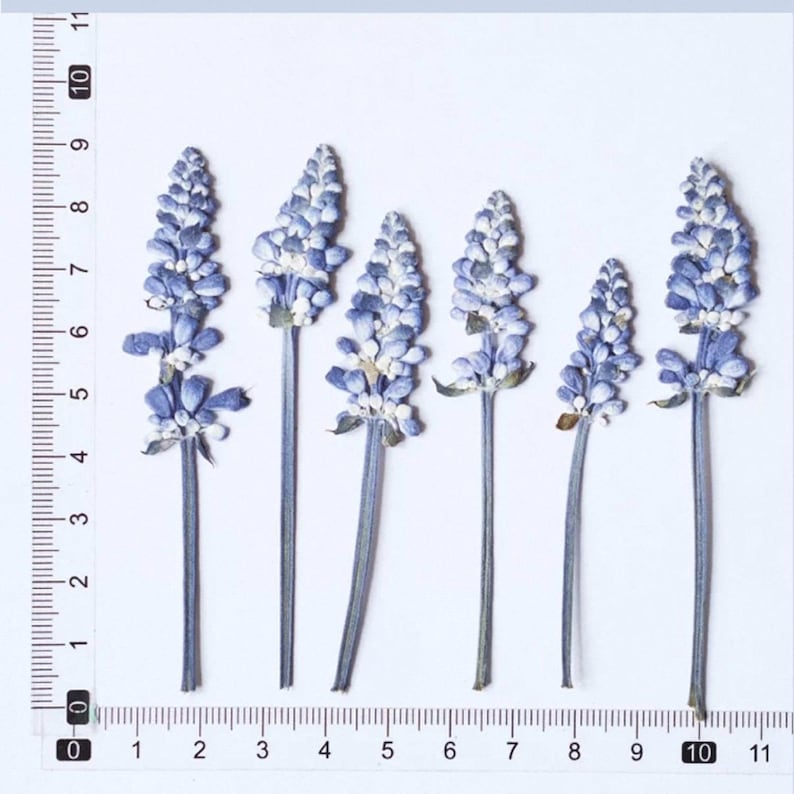 Gepresste Lavendelblüten für Harzkunst, botanische Handwerksversorgung, getrocknete Blumen für DIY