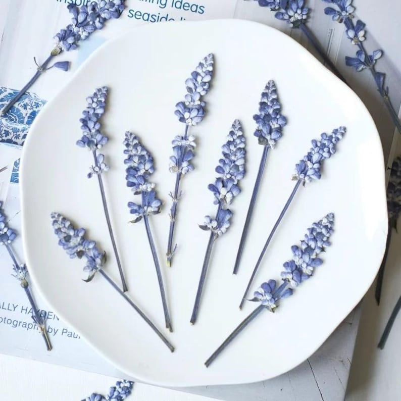 Gepresste Lavendelblüten für Harzkunst, botanische Handwerksversorgung, getrocknete Blumen für DIY