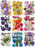 Gepresste Blumenmischung (16-30 Stück) für Harz, Nailart, Scrapbooking & Kartenherstellung