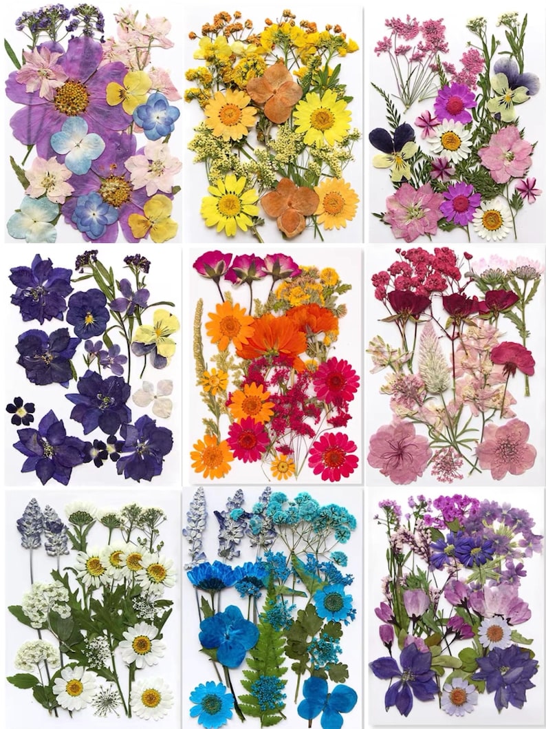 Gepresste Blumenmischung (16-30 Stück) für Harz, Nailart, Scrapbooking & Kartenherstellung