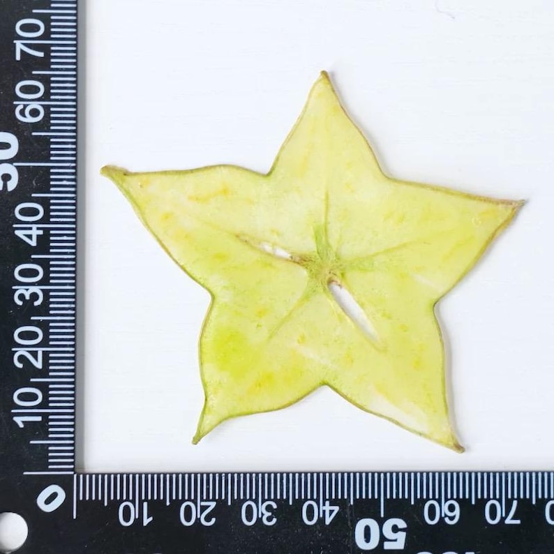 Getrocknete Fruchtscheiben für Resin Art, Zitrusmischung, Bastelzubehör, 100% natürlich konserviert