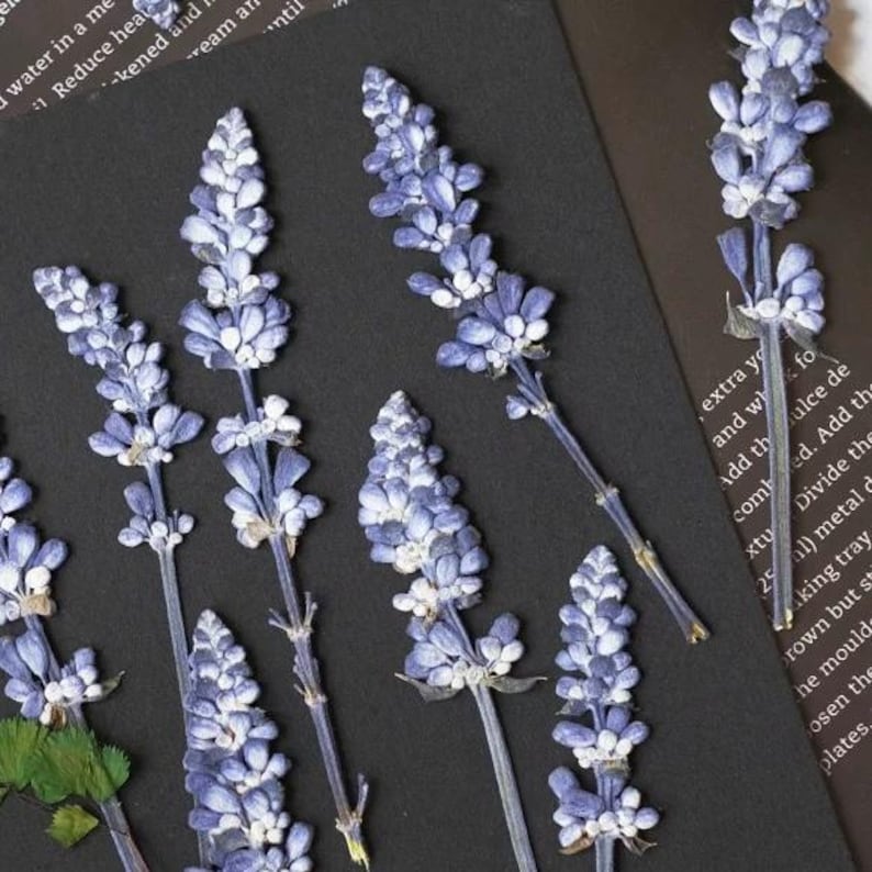 Gepresste Lavendelblüten für Harzkunst, botanische Handwerksversorgung, getrocknete Blumen für DIY