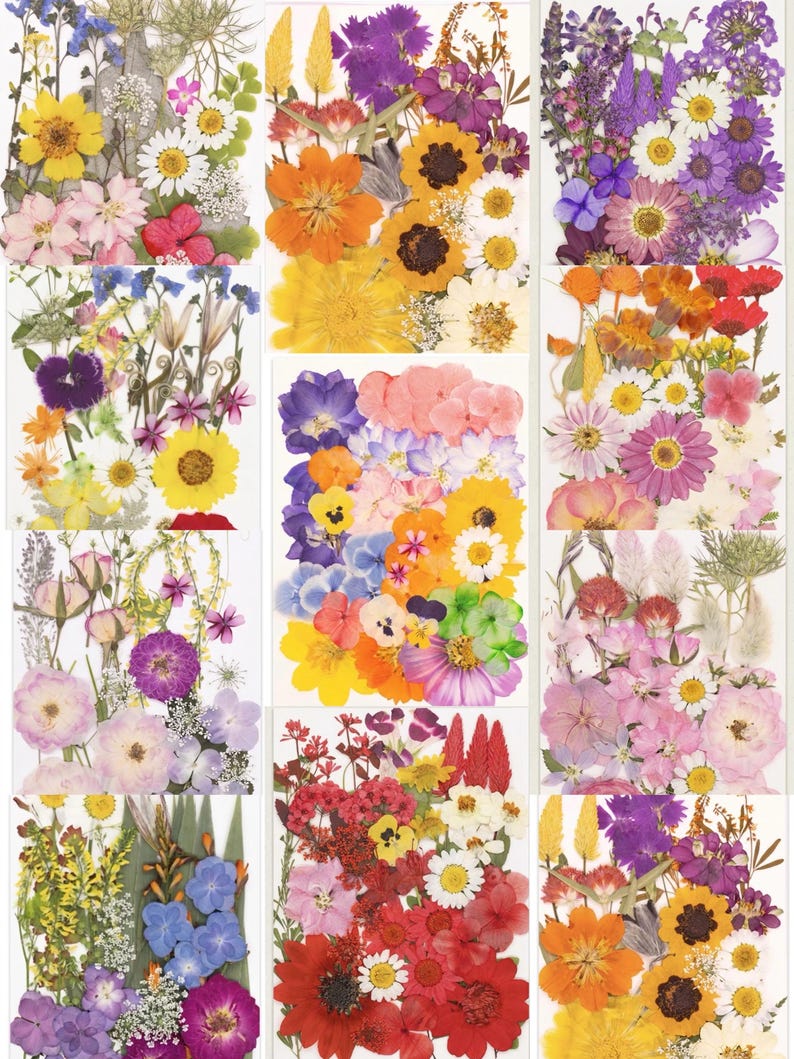 Gepresste Getrocknete Blumen Mix 25-45 Stück, Echte Blumen für Harz Schmuck, Nail Art, Scrapbooking, DIY Bastelbedarf
