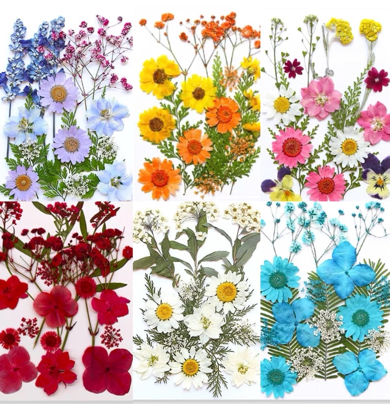 18 Stück Echte Gepresste Blumen Set, 7 Farbthemen, Getrocknete Blumen für Resin Art, Kerzen, Nailart, Scrapbooking