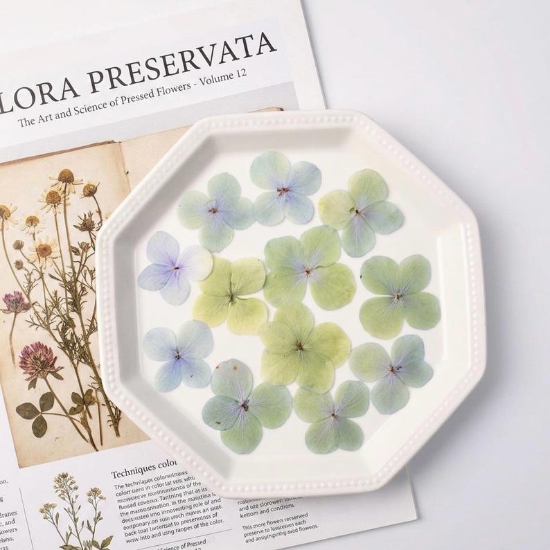 Gepresste Hortensien | 12 Stück echte getrocknete Blumen für Harz, Epoxidharz Kunst, Kerzenherstellung, Journaling, Hochzeitskarten