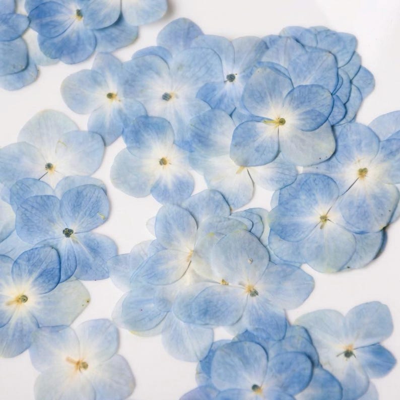 Gepresste Hortensien | 12 Stück echte getrocknete Blumen für Harz, Epoxidharz Kunst, Kerzenherstellung, Journaling, Hochzeitskarten