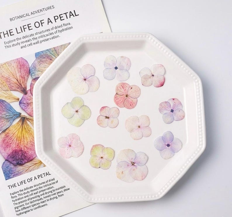 Gepresste Hortensien | 12 Stück echte getrocknete Blumen für Harz, Epoxidharz Kunst, Kerzenherstellung, Journaling, Hochzeitskarten