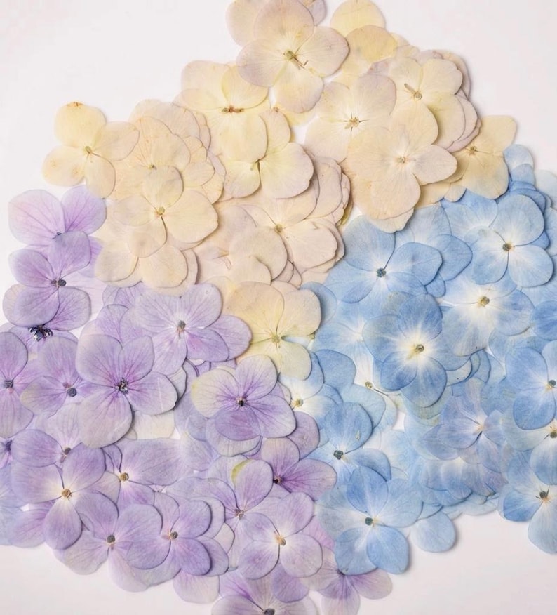 Gepresste Hortensien | 12 Stück echte getrocknete Blumen für Harz, Epoxidharz Kunst, Kerzenherstellung, Journaling, Hochzeitskarten