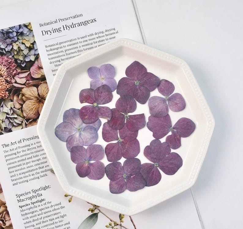 Gepresste Hortensien | 12 Stück echte getrocknete Blumen für Harz, Epoxidharz Kunst, Kerzenherstellung, Journaling, Hochzeitskarten