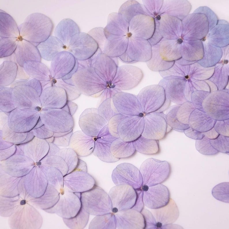 Gepresste Hortensien | 12 Stück echte getrocknete Blumen für Harz, Epoxidharz Kunst, Kerzenherstellung, Journaling, Hochzeitskarten