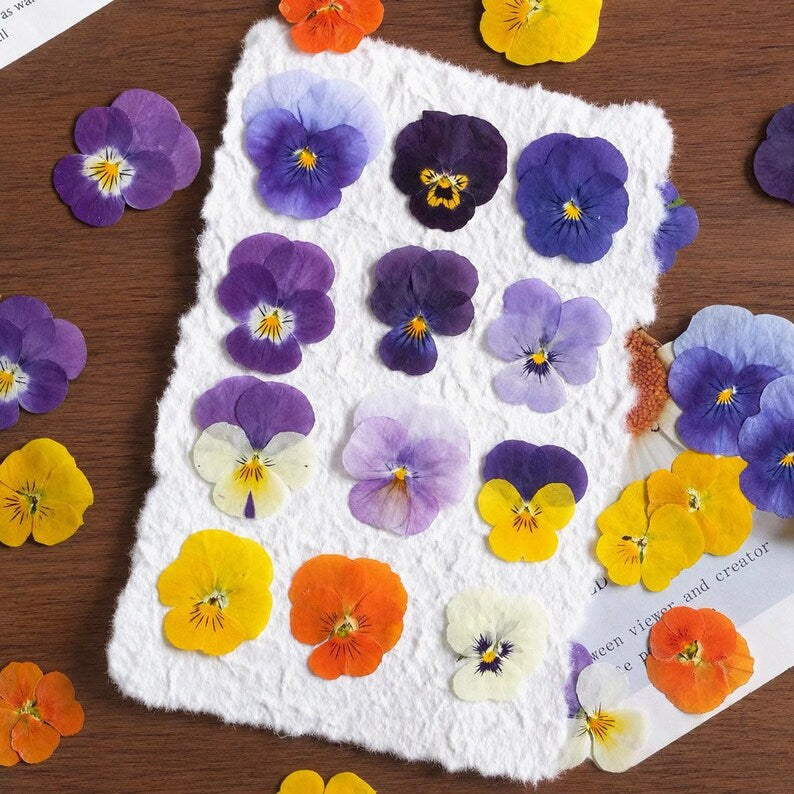 100 Stück echte gepresste Stiefmütterchen Blumen für Resin Art, Scrapbooking, Handyhülle & Nail Art