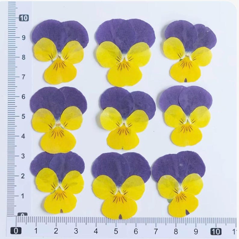 100 Stück echte gepresste Stiefmütterchen Blumen für Resin Art, Scrapbooking, Handyhülle & Nail Art