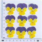 100 Stück echte gepresste Stiefmütterchen Blumen für Resin Art, Scrapbooking, Handyhülle & Nail Art