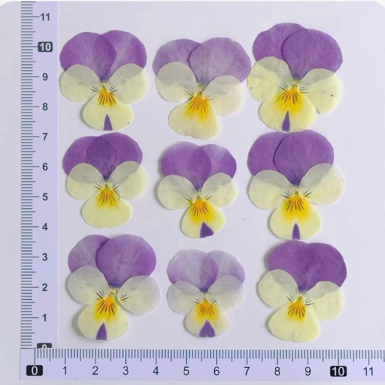 100 Stück echte gepresste Stiefmütterchen Blumen für Resin Art, Scrapbooking, Handyhülle & Nail Art