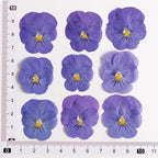 100 Stück echte gepresste Stiefmütterchen Blumen für Resin Art, Scrapbooking, Handyhülle & Nail Art