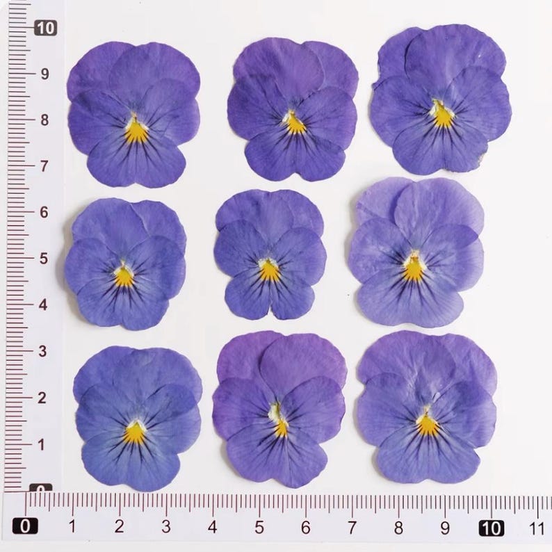 100 Stück echte gepresste Stiefmütterchen Blumen für Resin Art, Scrapbooking, Handyhülle & Nail Art
