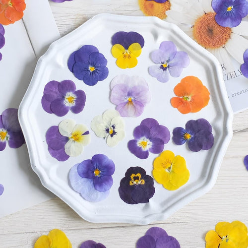 100 Stück echte gepresste Stiefmütterchen Blumen für Resin Art, Scrapbooking, Handyhülle & Nail Art