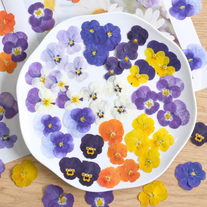 100 Stück echte gepresste Stiefmütterchen Blumen für Resin Art, Scrapbooking, Handyhülle & Nail Art