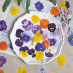 100 Stück echte gepresste Stiefmütterchen Blumen für Resin Art, Scrapbooking, Handyhülle & Nail Art