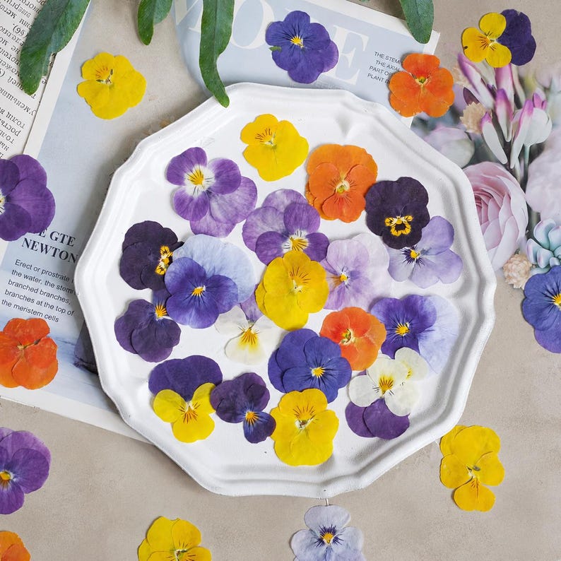 100 Stück echte gepresste Stiefmütterchen Blumen für Resin Art, Scrapbooking, Handyhülle & Nail Art